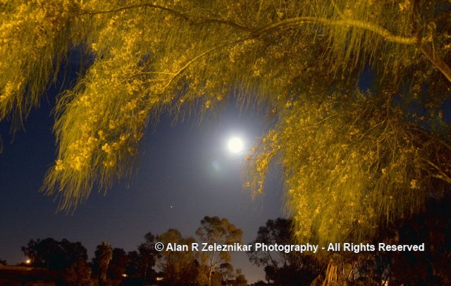 Full Moon and Tree at Mira Costa College in Oceanside California