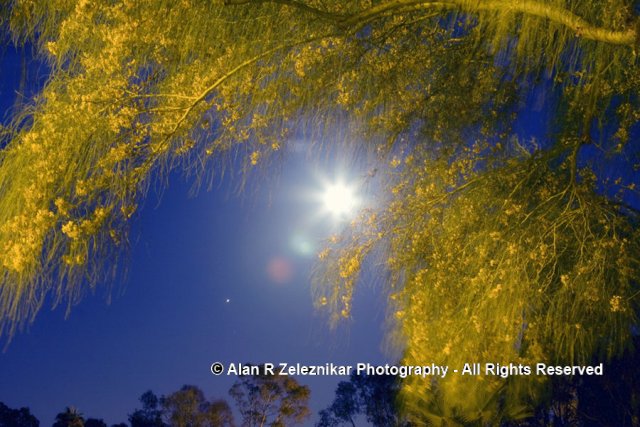 Full Moon and Tree at Mira Costa College in Oceanside, Californi