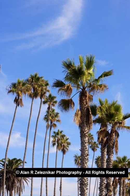 _MG_5671_2_3_tonemapped_Palm_Trees_at_Oceanside_Pier_HDR_72_dpi