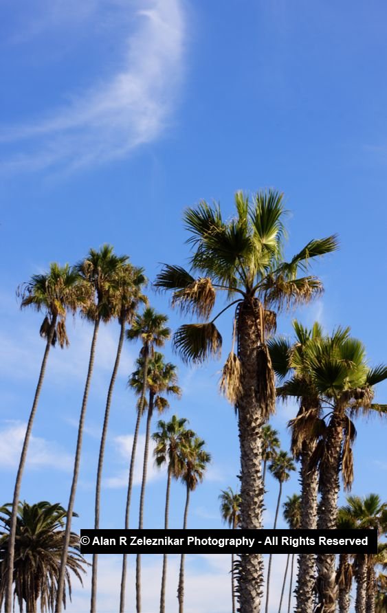 _MG_5674_5_6_tonemapped_Palm_Trees_at_Oceanside_Pier_HDR_72_dpi