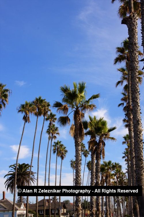 _MG_5677_8_9_tonemapped_Palm_Trees_at_Oceanside_Pier_HDR_3_72_dpi