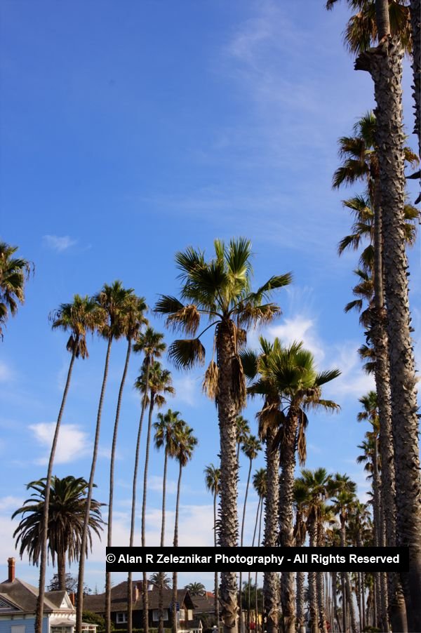 _MG_5677_8_9_tonemapped_Palm_Trees_at_Oceanside_Pier_HDR_3_72_dpi