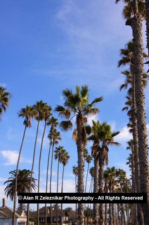 _MG_5680_1_2_tonemapped_Palm_Trees_at_Oceanside_Pier_HDR_4_72_dpi