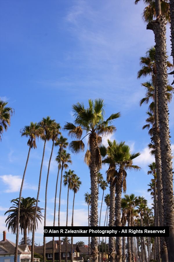 _MG_5680_1_2_tonemapped_Palm_Trees_at_Oceanside_Pier_HDR_4_72_dpi