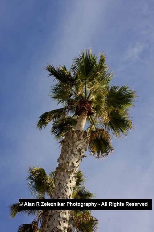 _MG_5701_2_3_tonemapped_Palm_Tree_at_Oceanside_Pier_HDR_72_dpi