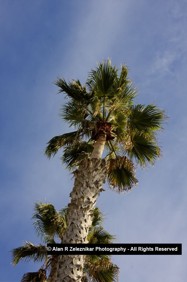 _MG_5701_2_3_tonemapped_Palm_Tree_at_Oceanside_Pier_HDR_72_dpi