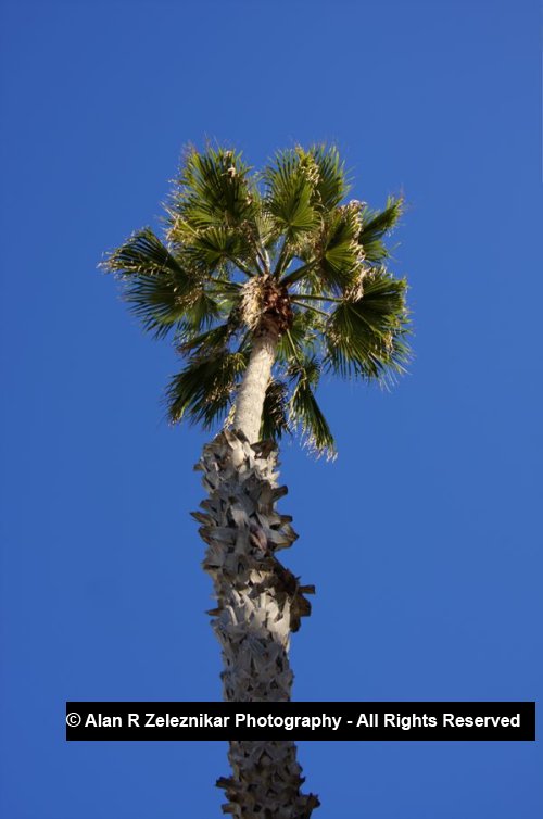 _MG_5818_19_20_tonemapped_A_Palm_Tree_Near_the_Oceanside_Pier_2_72_dpi_1587759394