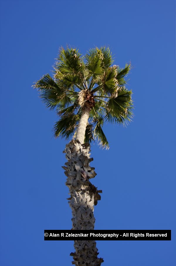 _MG_5818_19_20_tonemapped_A_Palm_Tree_Near_the_Oceanside_Pier_2_72_dpi_1587759394